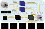 Sparse Prior Is Not All You Need: When Differential Directionality Meets Saliency Coherence for Infrared Small Target Detection